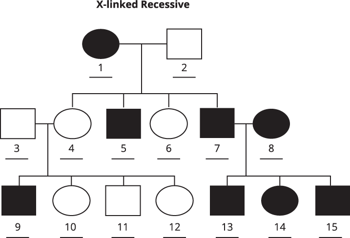 A pedigree of the created dog