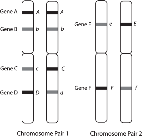 Illustrations of two chromosome pairs