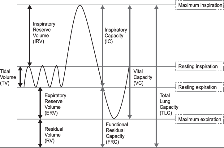 A chart of human lung volumes and capacities