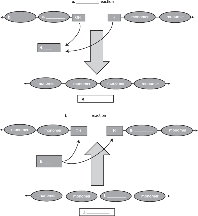 A map of monomer chains describing different reactions with blanks for answers