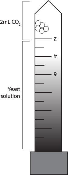 A ruler for measuring CO2 and yeast solution