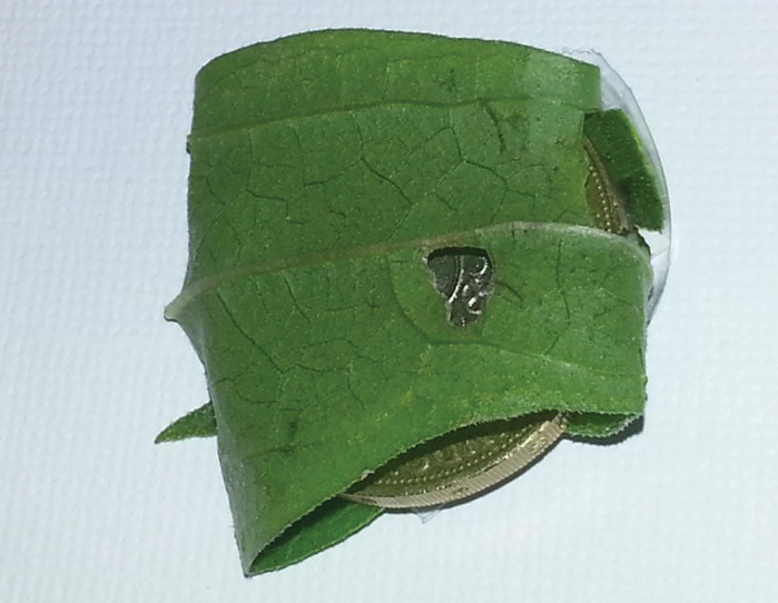 A quarter with a green leaf wrapped around it