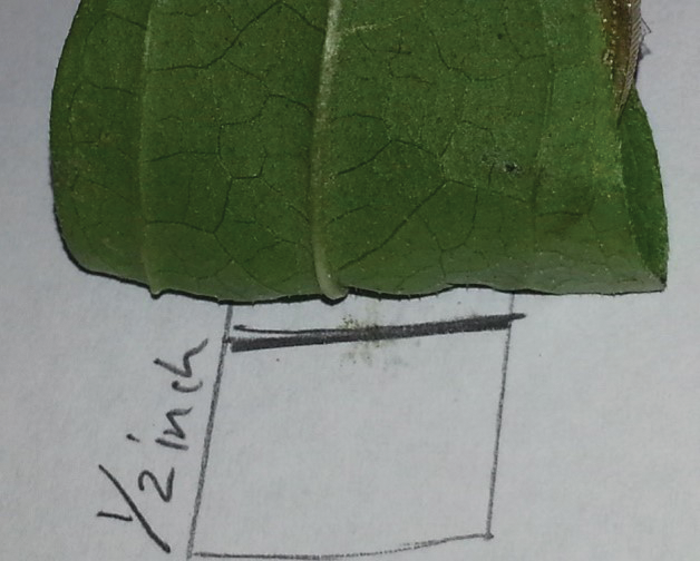 The quarter with the leaf wrapped around it and a paper measuring a half inch from the bottom of the quarter