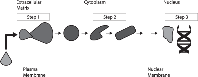 A diagram of the signal transduction pathway