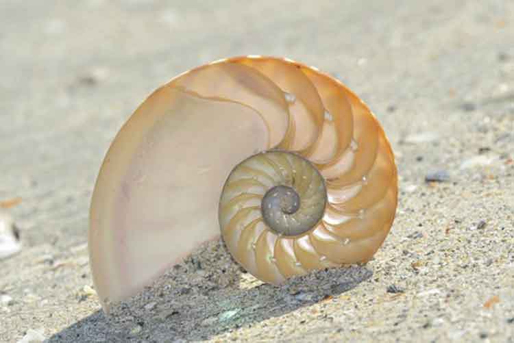 Nautilus shell in the shape of a spiral