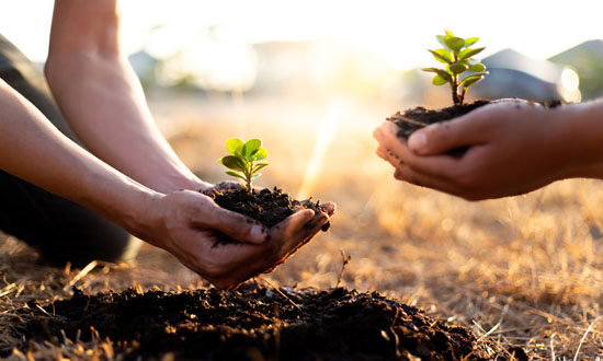 A picture of two hands holding and planting saplings