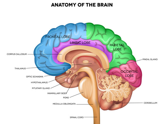 A picture of human brain anatomy