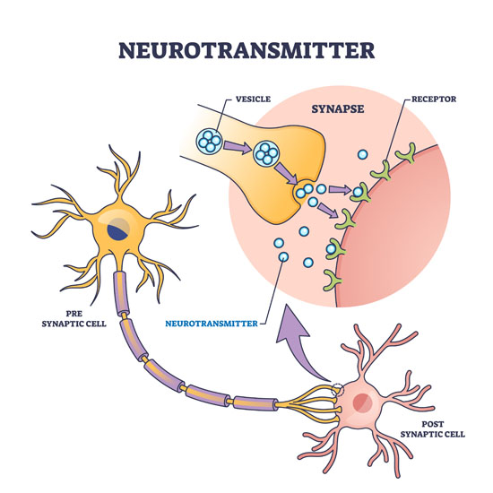 A diagram showing neurotransmitter release from a pre-synaptic neuron to a post-synaptic neuron across a synapse, with labeled vesicles, receptors, and neurotransmitters
