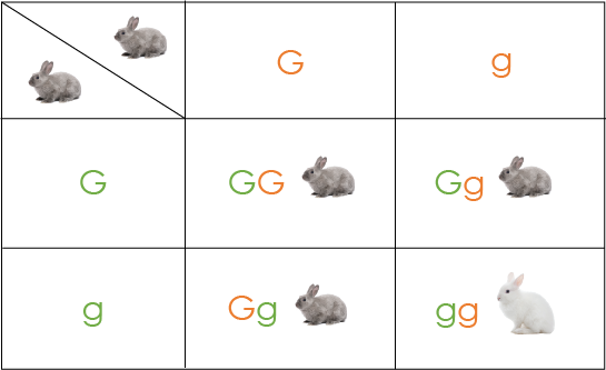 Table depicting the fur color of the offspring of two rabbits